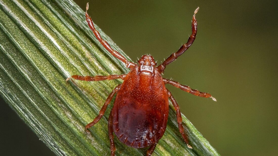 Kansas officials warn about presence of invasive Asian longhorned tick; it was recently found in Franklin County